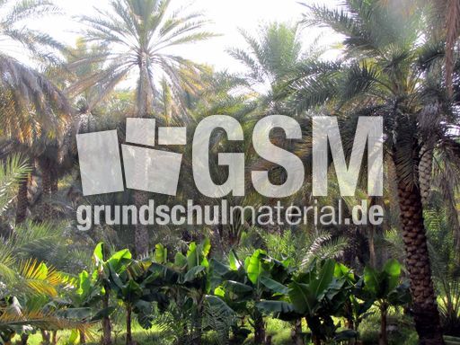 164 Bananen und Palmen.JPG